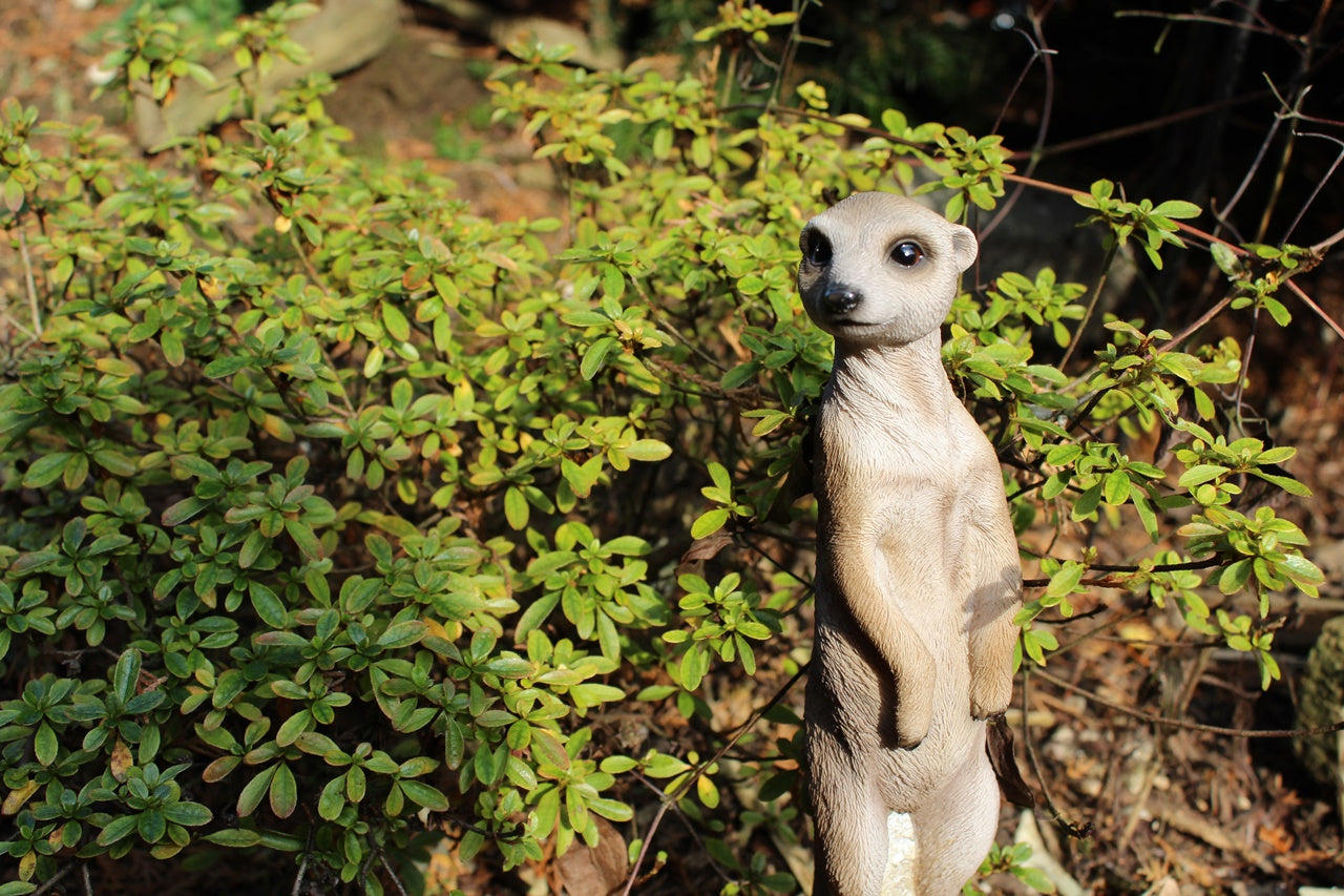 Gartenfigur Erdmännchen stehend