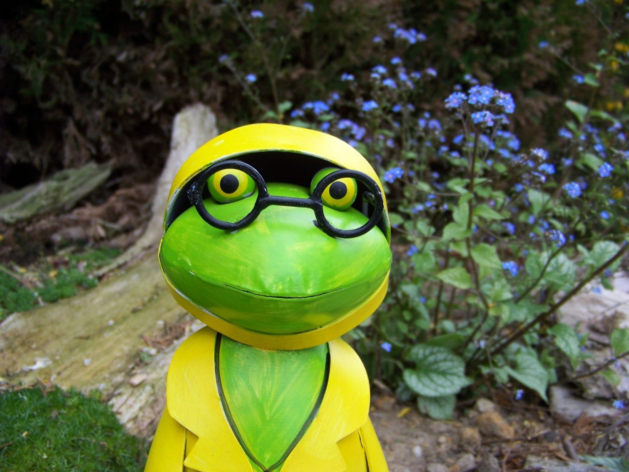 Zaunhocker Regen Frosch Eimer