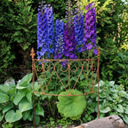 Halbrundes Rankgitter Edelrost H60 cm – Metall-Rankhilfe