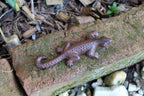 Gartenfigur Eidechse klein Echse