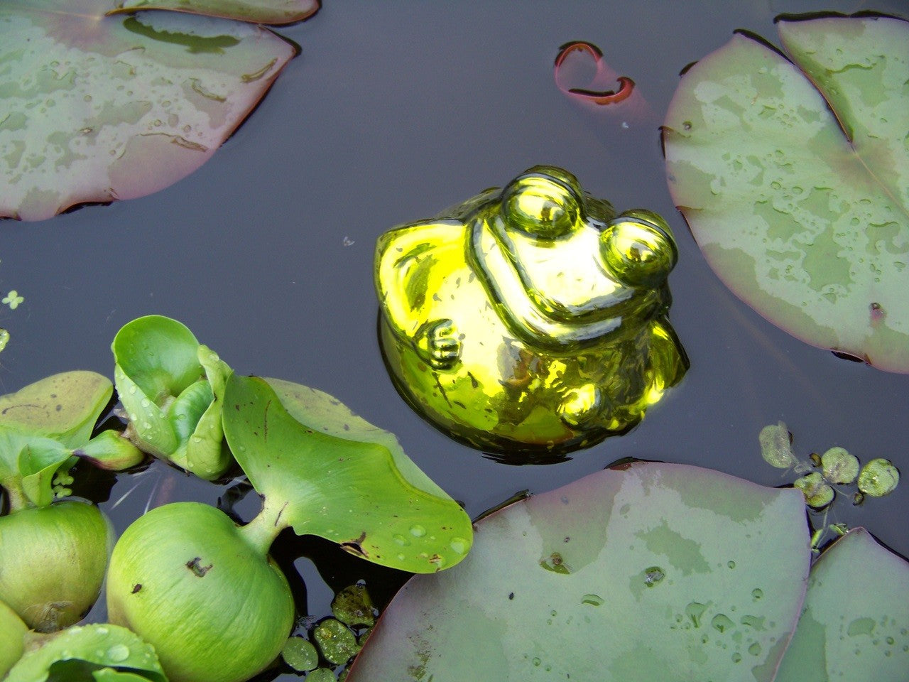 Schwimmfrosch grün glänzend klein