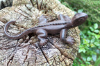 Gartenfigur Eidechse Gusseisen