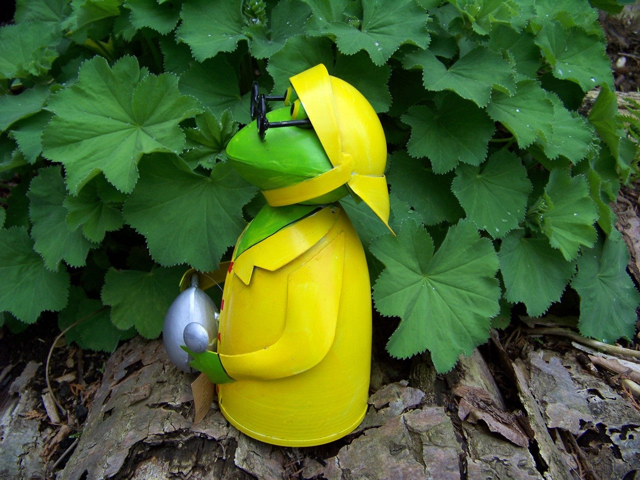 Zaunhocker Regen Frosch Gießkanne