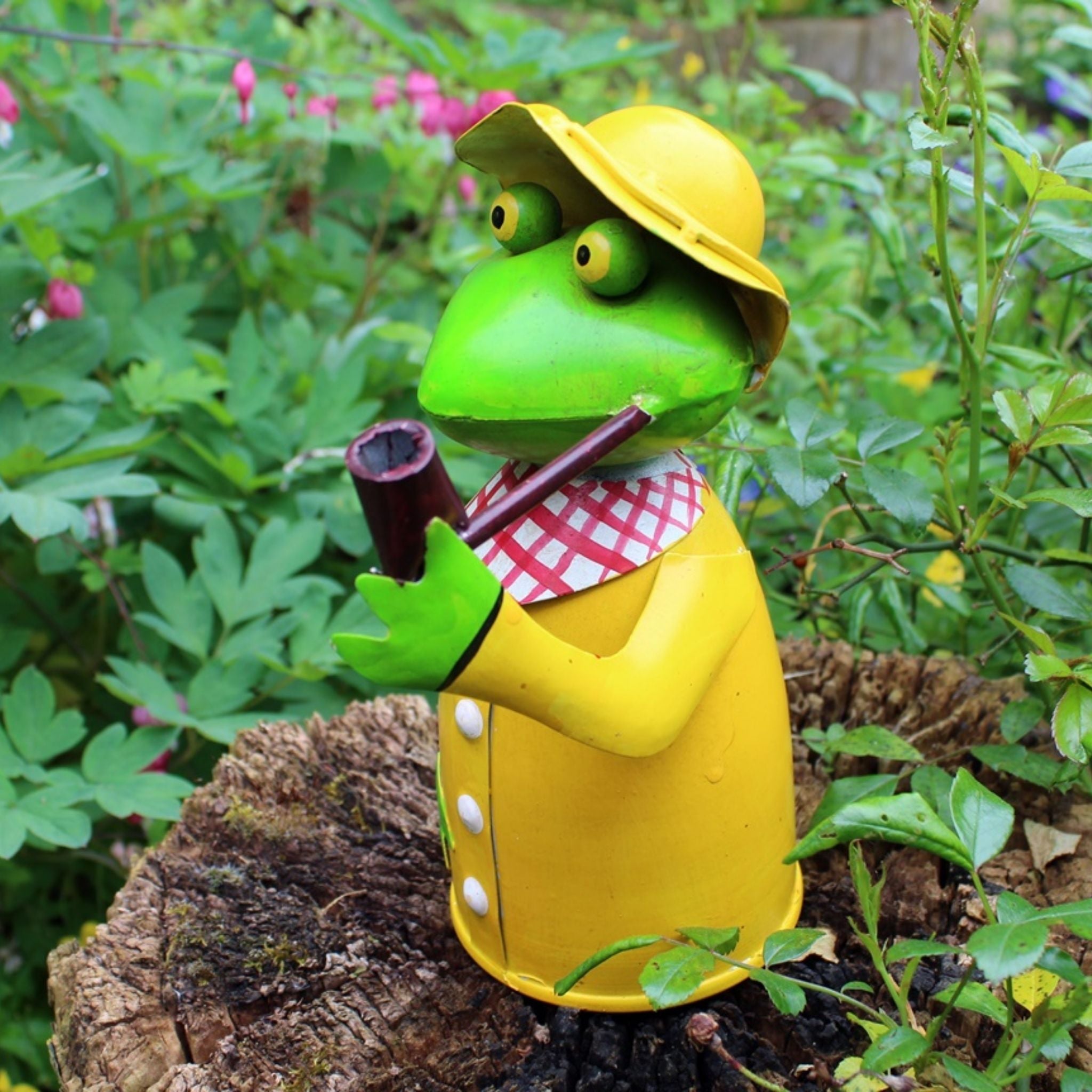 Zaunhocker Frosch mit Pfeife