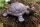 Schildkröte Gusseisen Gartenfigur