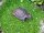 Schildkröte Gusseisen Gartenfigur klein