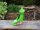 Gartenfigur Frosch Otto
