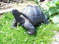 Dekofigur Schildkröte Gartenfigur