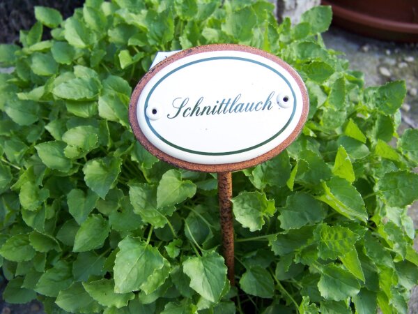 Kräuternamen bitte wählen: