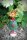 Blumenfee Herz Antikstil