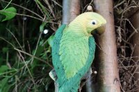 Dekofigur Papagei grün