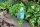 Frosch Gärtnerin mit Blume