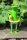 Gartenfigur Frosch mit Schwimmring