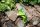 Gartenfigur Frosch Taucher