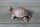 Schildkröte Volleisen antikbraun