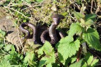 Gartenfigur Schlange Gusseisen