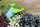 Schwimmfrosch Gartenfigur blau