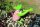 Gartenfigur Frosch Badeanzug