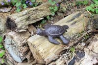 Gartenfigur Schildkröte klein