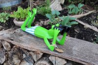 Frosch mit Fernglas liegend