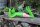 Frosch Spanner liegend rot