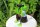 Zaunhocker Frosch mit Fernglas II