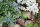 Frosch Spanner liegend