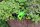 Frosch Spanner liegend
