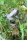 Gartenfigur Frosch Gusseisen groß