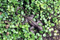 Gartenfigur Eidechse Gusseisen