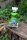 Zaunhocker Frosch Grillen Chillen