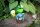 Zaunhocker Frosch Bier Sepp