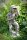 Gartenfigur Waldbewohner Kasper