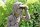 Gartenfigur Waldbewohner Kasper