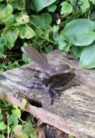 Türklopfer Biene Gusseisen