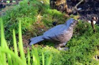 Gartenfigur Vogel Gusseisen antikbraun