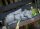 Gartenfigur Drache Snoozy schlafend