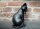 Dekofigur Katze Pfote