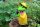 Zaunhocker Frosch mit Pfeife
