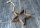 Christbaumschmuck Rost Stern D10cm