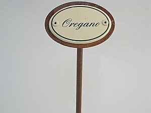Oregano